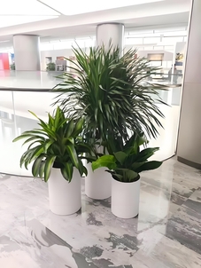 慈溪花木租摆价格